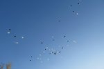 AIRBUS �321 ���� 9268